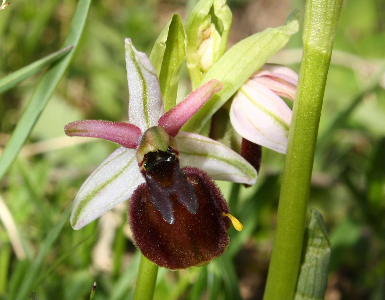 Ophrys exaltata subsp. montis-leonis e Ophrys exaltata subsp. arachnitiformis